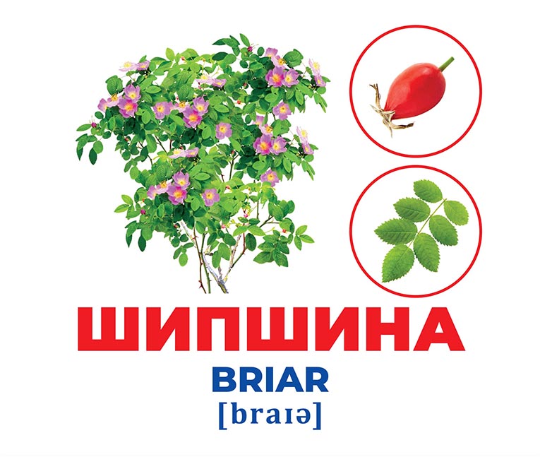 Гений с пеленок «Деревья и кусты» - фото Ранок Креатив