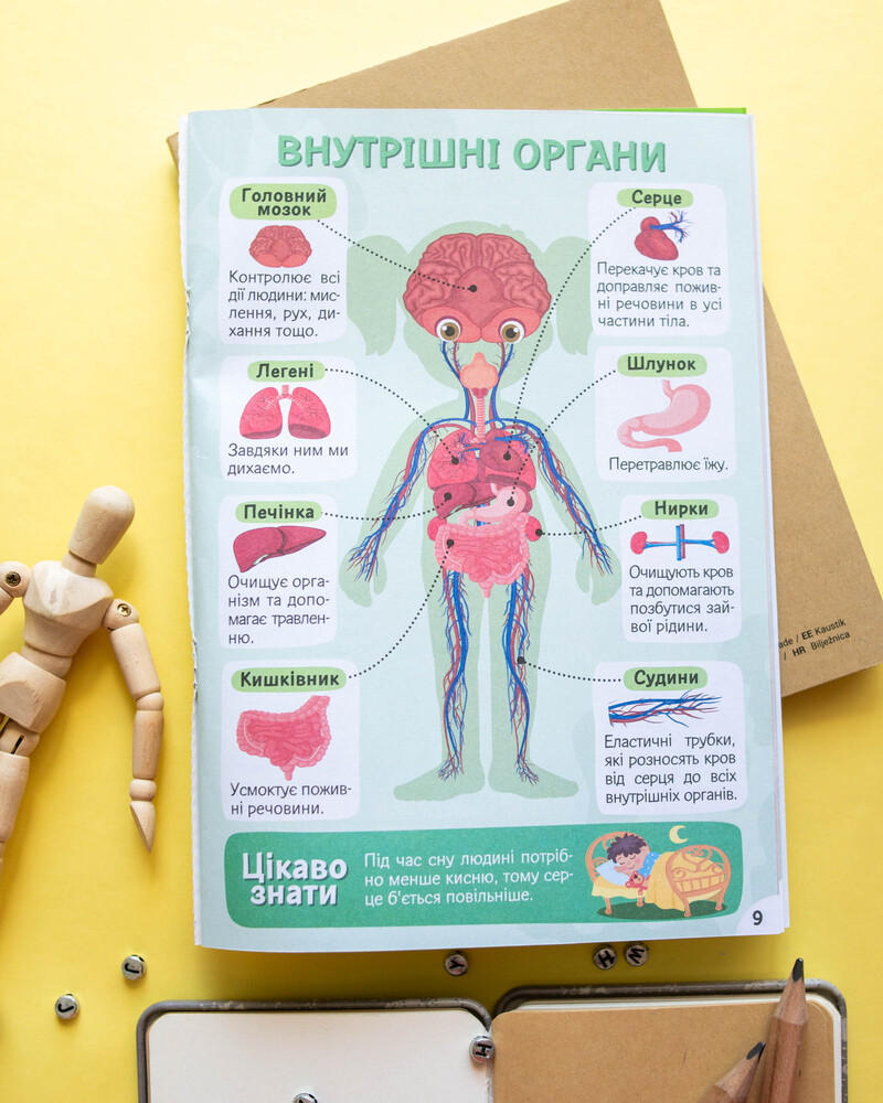 Изучаем строение тела. Рабочая тетрадь-пособие с наклейками - фото Ранок Креатив